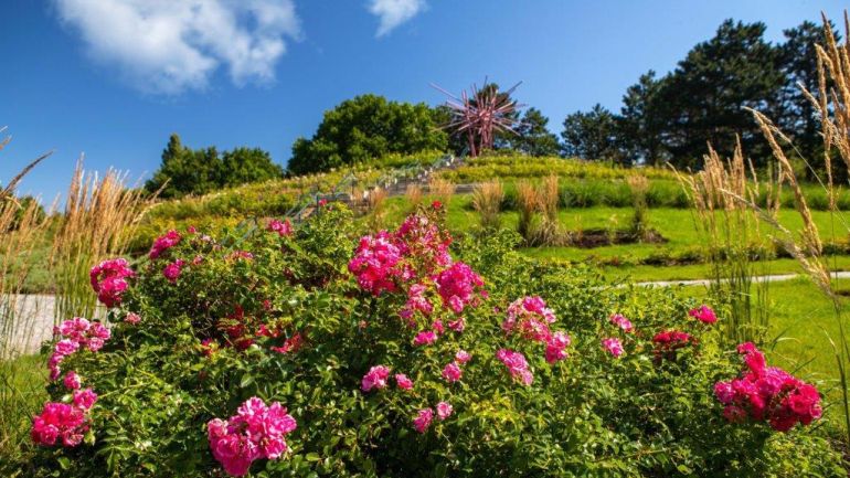 Hügel mit blühenden Rosen