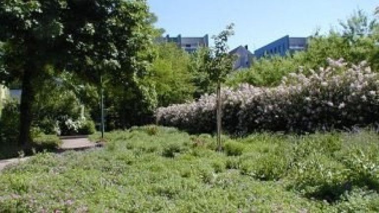 Violett blühende Staudenfläche und lila blühender Flieder im Park