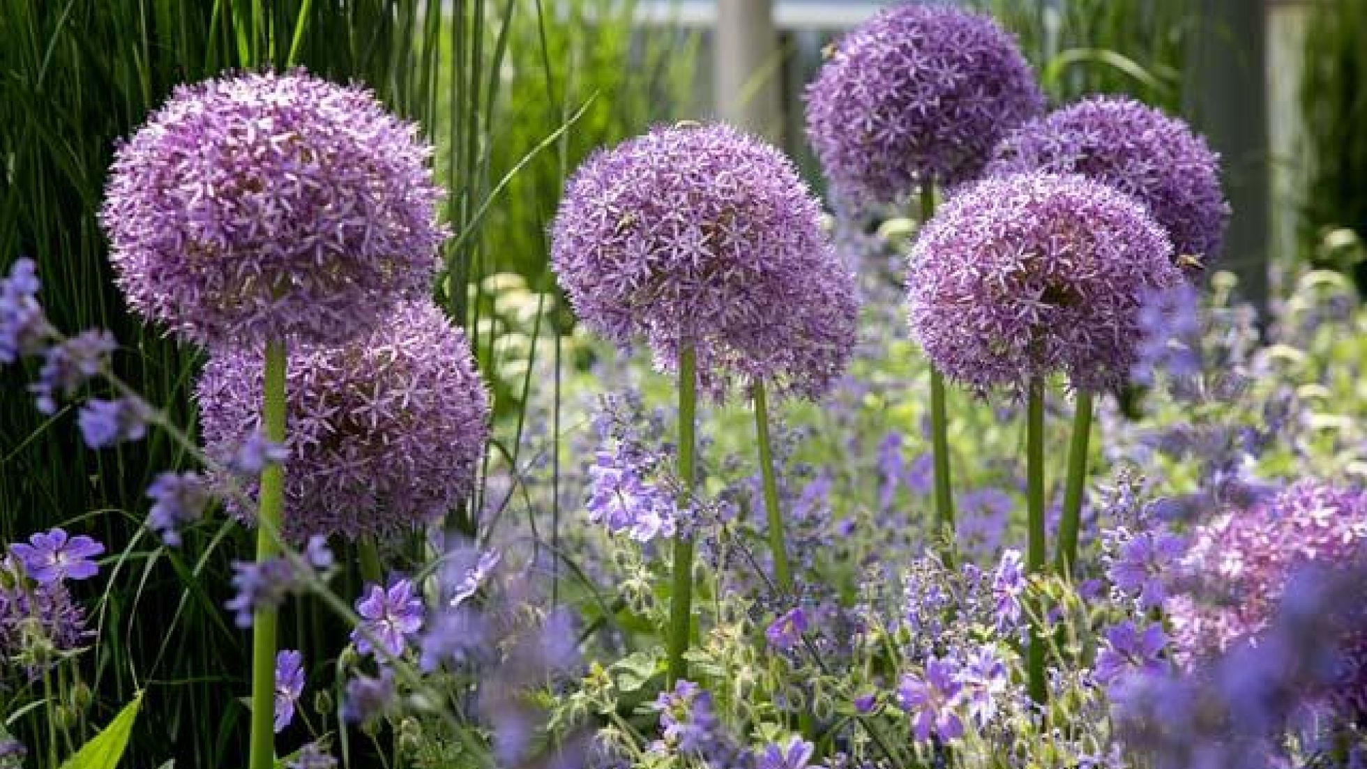 copyright: Wiener Stadtgärten/Wieser Nahaufnahme von violetten Blüten