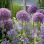 copyright: Wiener Stadtgärten/Wieser Nahaufnahme von violetten Blüten