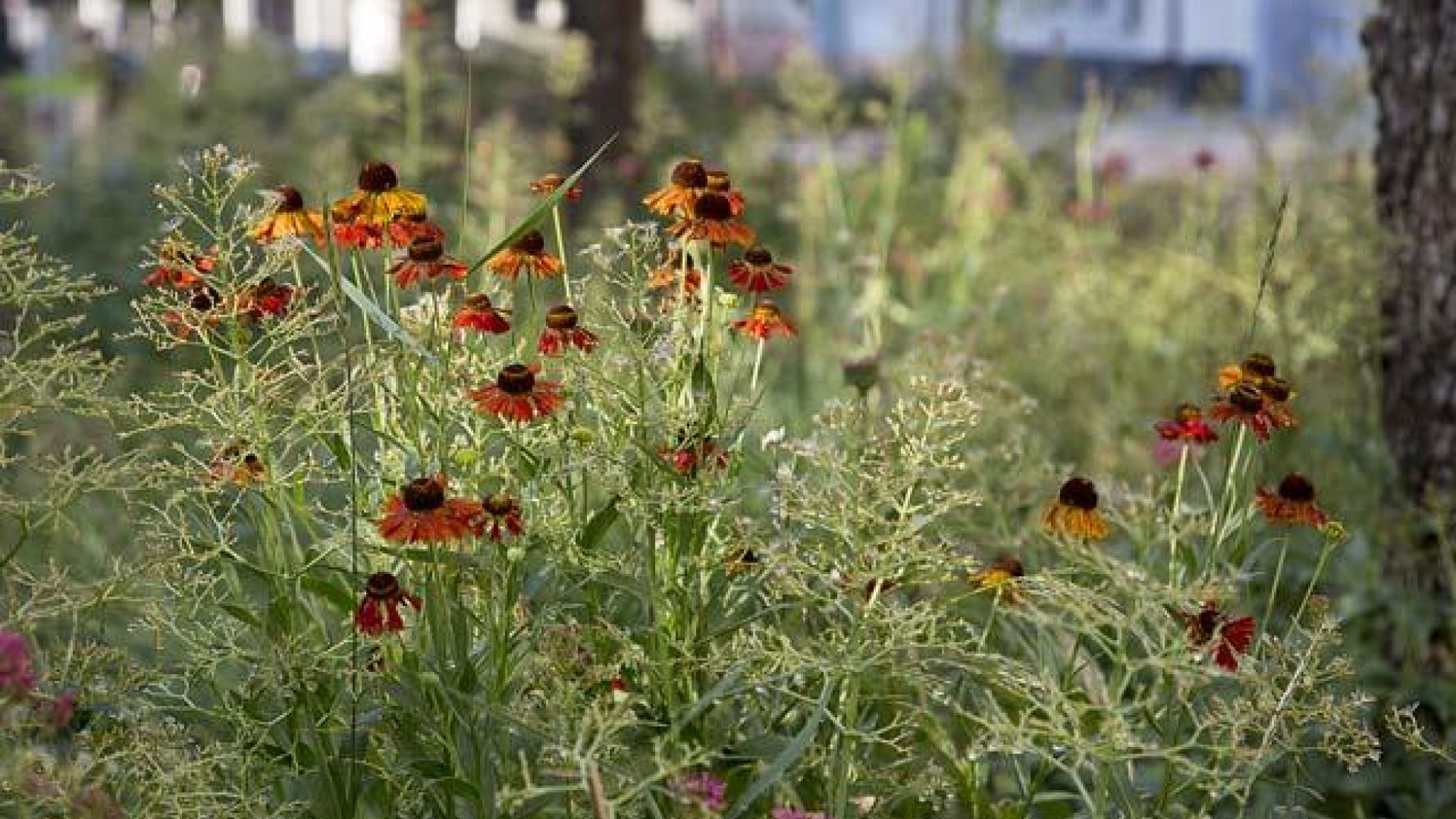 copyright: Wiener Stadtgärten/Wieser Orange Blumen in einem Beet
