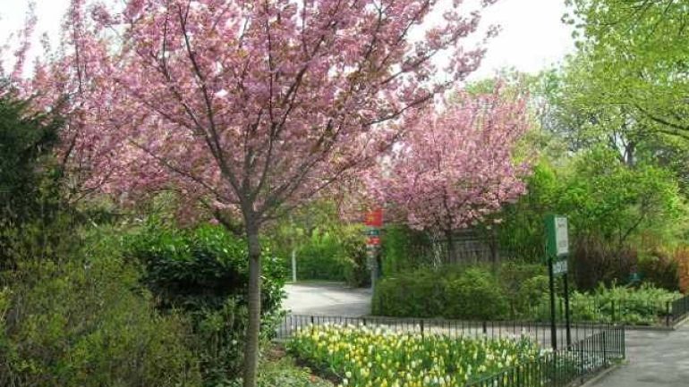 Blühende Kirschbäume in einem Park