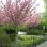 Blühende Kirschbäume in einem Park