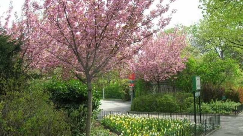 copyright: MA 42 Blühende Kirschbäume in einem Park