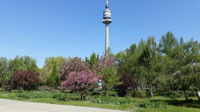 copyright: Souczek Park mit rosa blühendem Busch und Bäumen, im Hintergrund der Donauturm