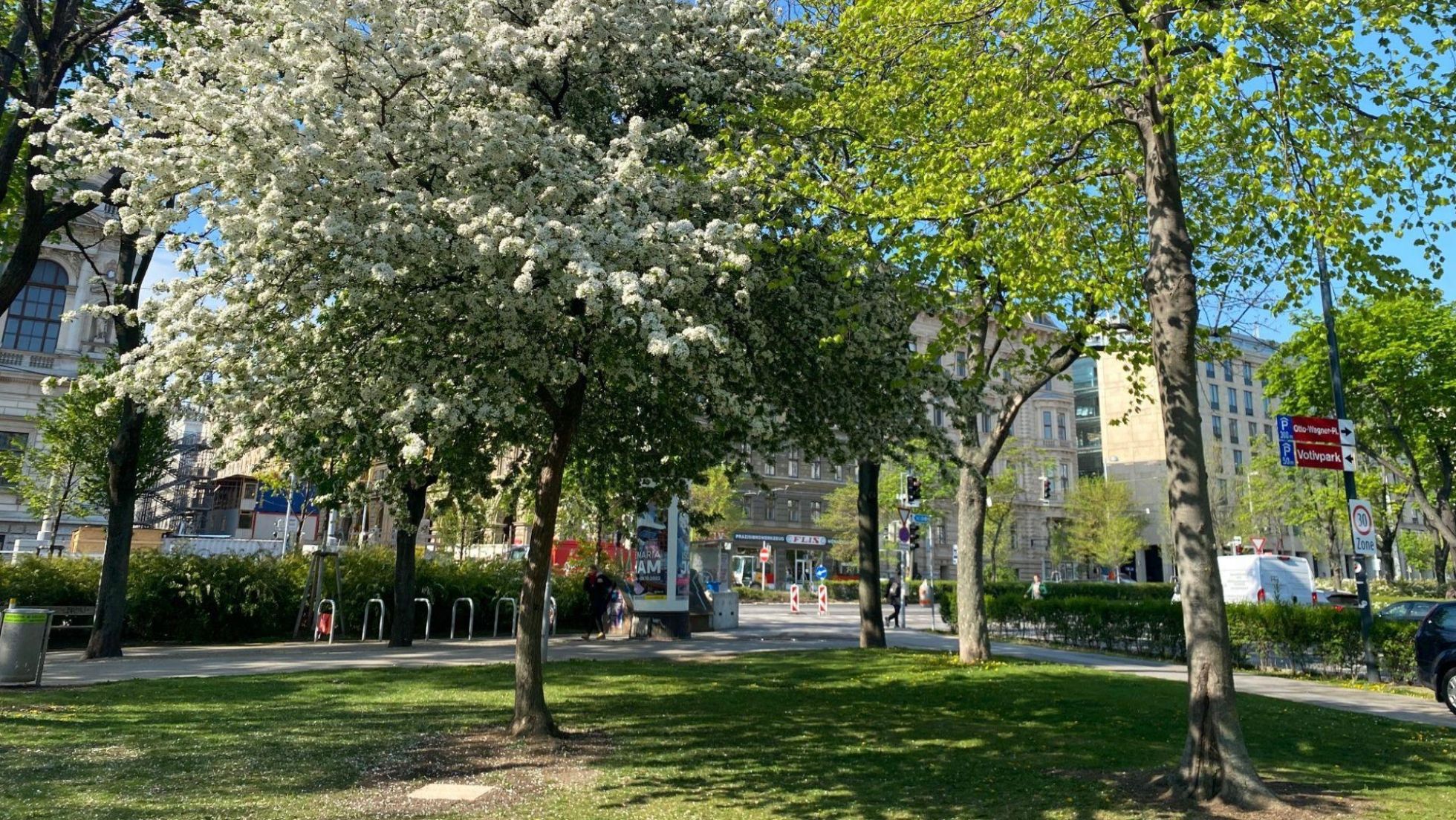 Blühende Bäume in einem Park