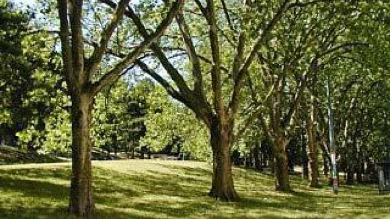 copyright: MA 42 Blick über Wiese mit Platanen