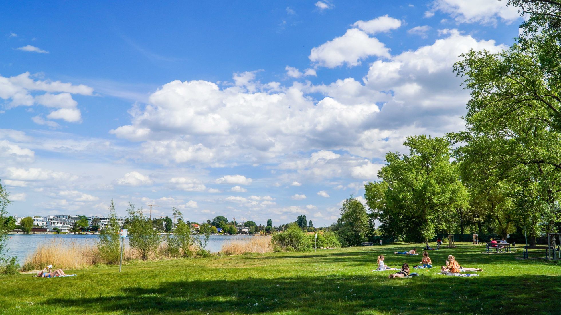Weitläufige Liegewiese mit großen Bäumen an der Alten Donau.