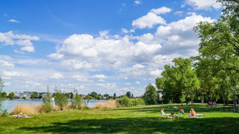 Weitläufige Liegewiese mit großen Bäumen an der Alten Donau.