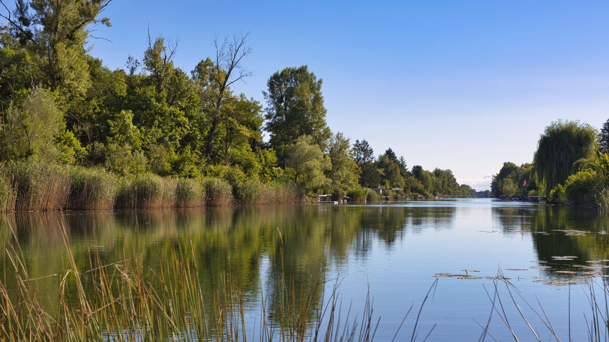 Ruhiges Wasser mit Schilf, Gebüsch und Bäumen am Ufer.