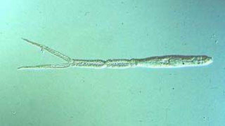 Durchsichtiges Wassertierchen unter dem Mikroskop