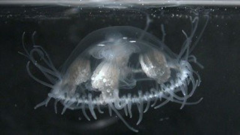 Freischwimmende Süßwasserqualle