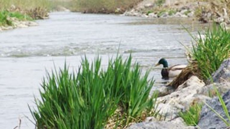 Eine Stockente schwimmt in einem Fließgewässer.