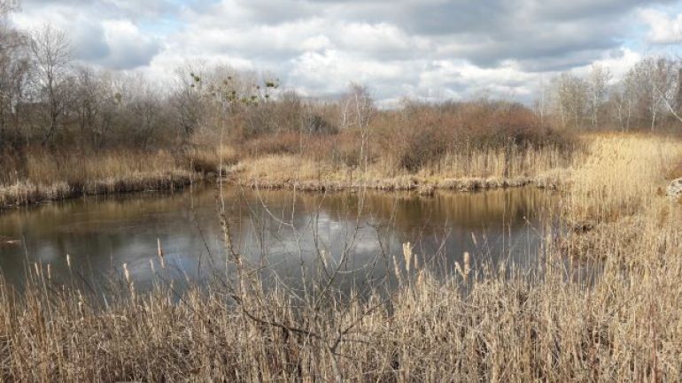 Stehendes Gewässer und umgebende Landschaft mit Gräsern und Bäumen