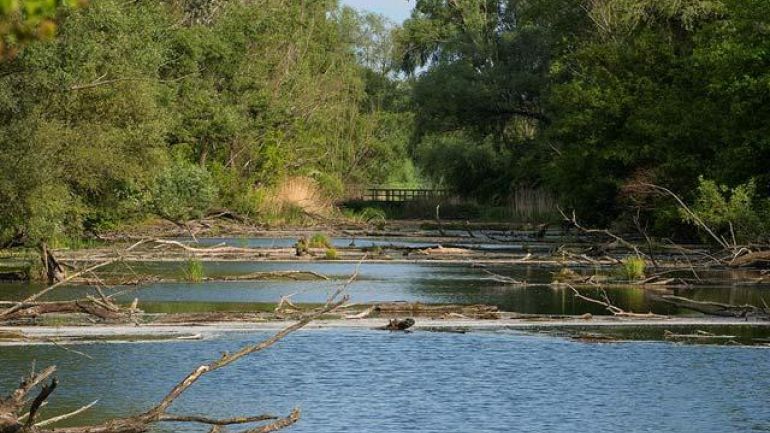Gewässer in einem Wald