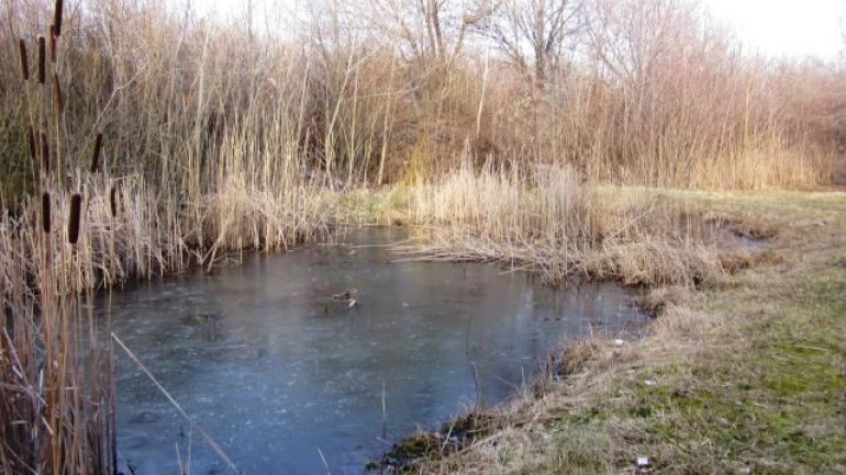 Teich mit langen Gräsern und Schneeresten am Ufer