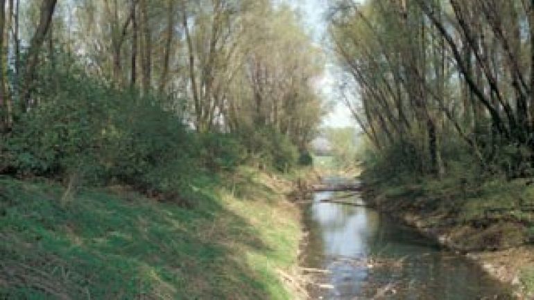 Bach in einem Laubwald