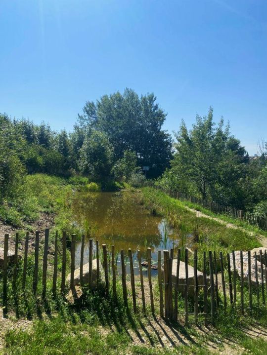 Teich neben Sträuchern und Holzzaun