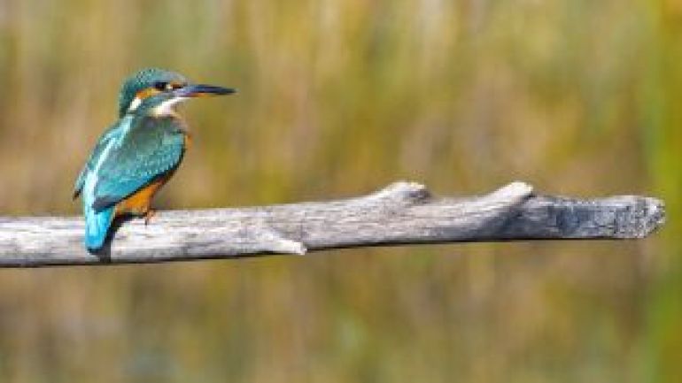 Eisvogel mit blauem Gefieder
