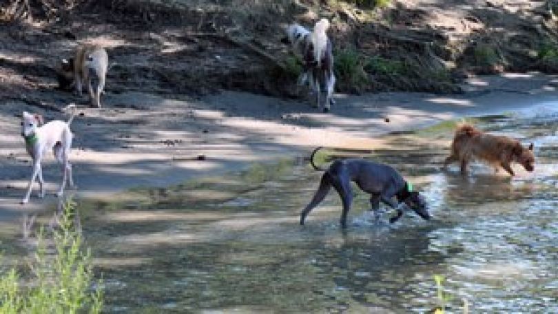 Hunde in der Hundebadezone
