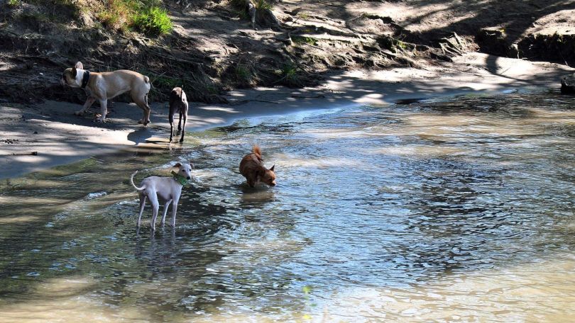 Hunde in der Hundebadezone