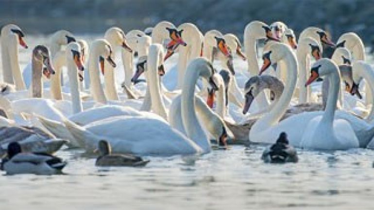 copyright: MA 45 - Wiener Wildnis Ansammlung von Schwänen und Enten im Wasser