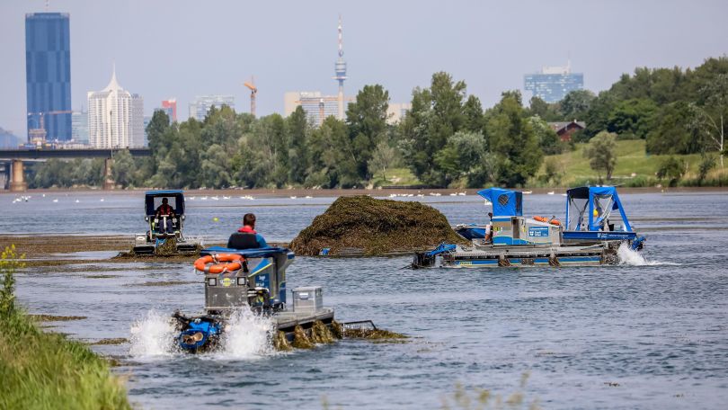Über 2.000 Tonnen Mähgut aus Alter Donau und erstmals 1.200 Tonnen aus Neuer Donau geholt.