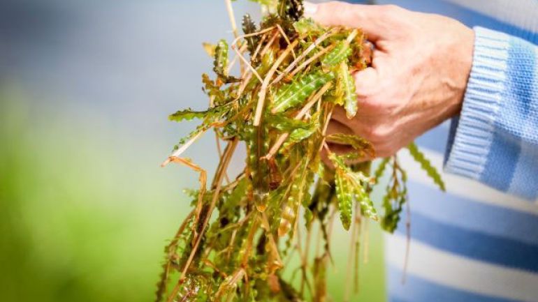 copyright: PID/Christian Fürthner Eine Hand, die Unterwasserpflanzen hält
