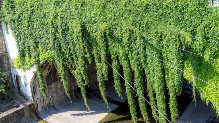 Wienflussmauer mit Begrünung