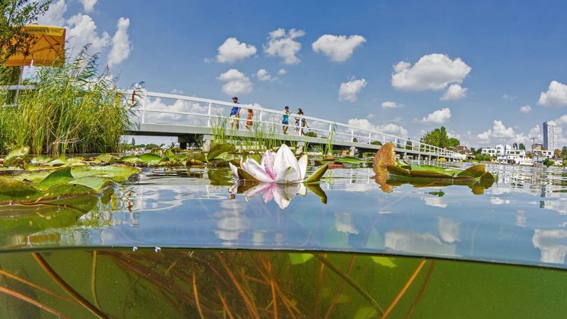 Wasserpflanzen in der Alten Donau mit Steg und Spaziergängern im Hintergrund