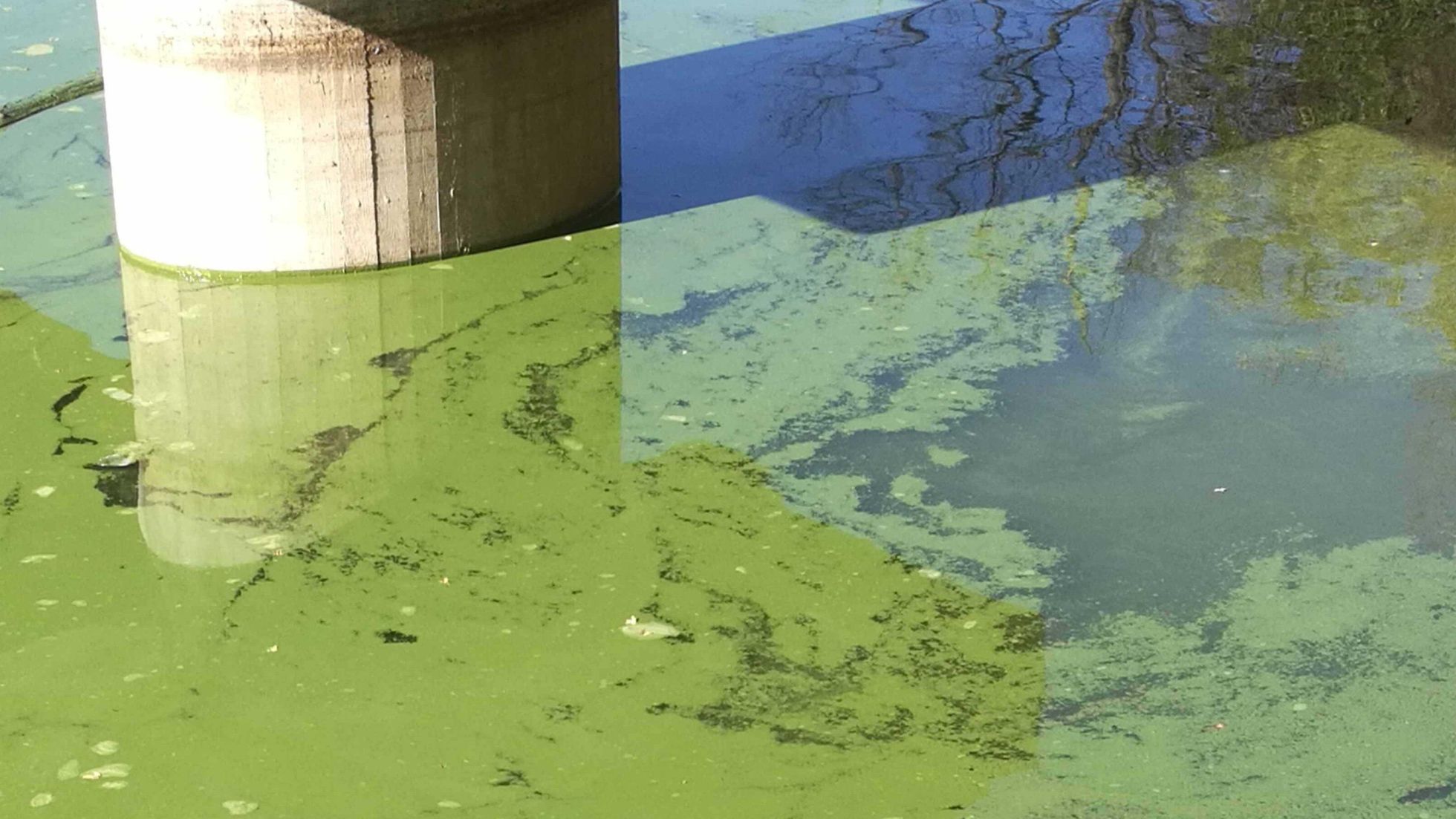 Wasserfläche mit Algenteppich