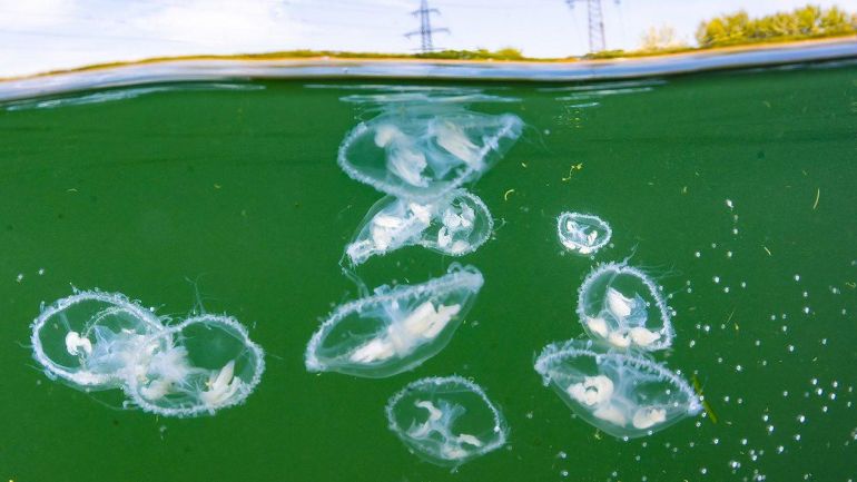 Mehrere Süsswasserquallen im Wasser der Neuen Donau