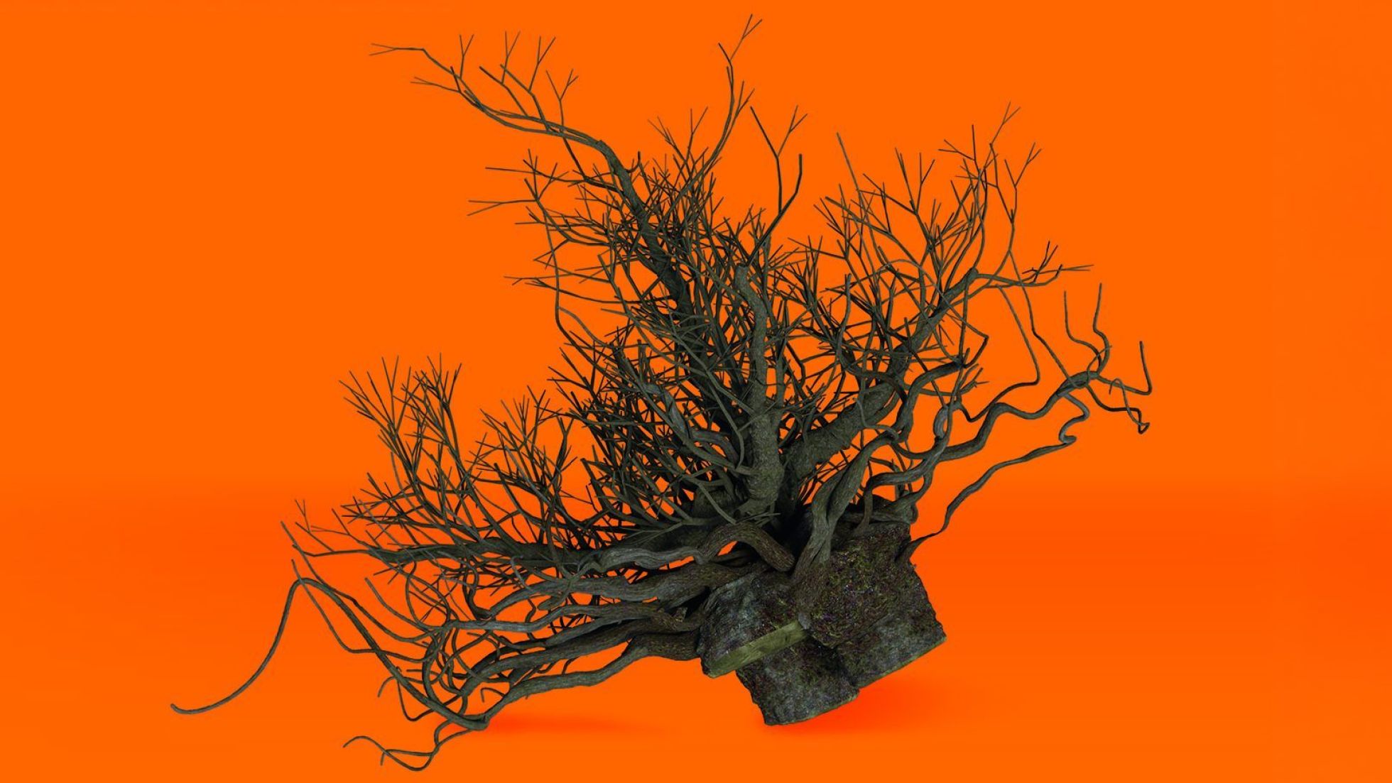 Wurzelstock vor orangem Hintergrund