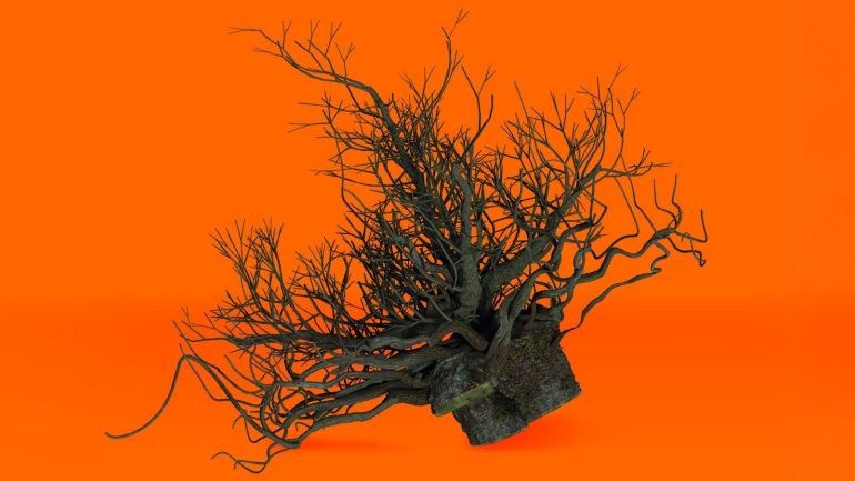 Wurzelstock vor orangem Hintergrund