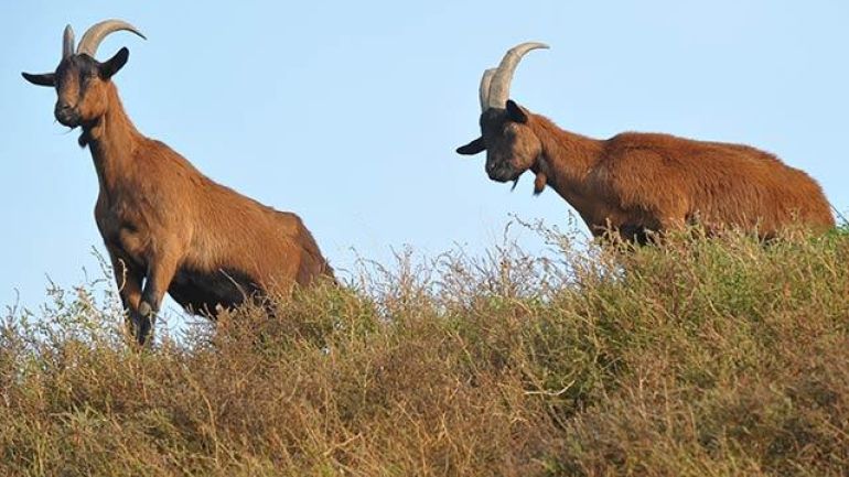 Pinzgauer Ziegen auf der Deponie Rautenweg
