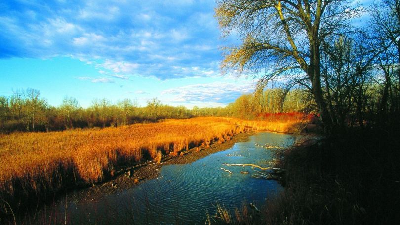 Naturlandschaft in der Lobau