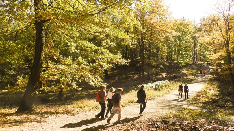Menschen wandern im Lainzer Tiergarten