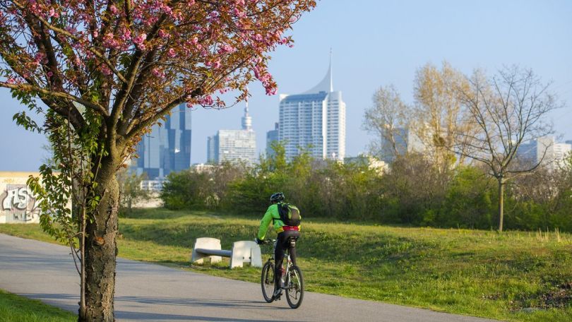 Radfahrer auf der Donauinsel im Frühling