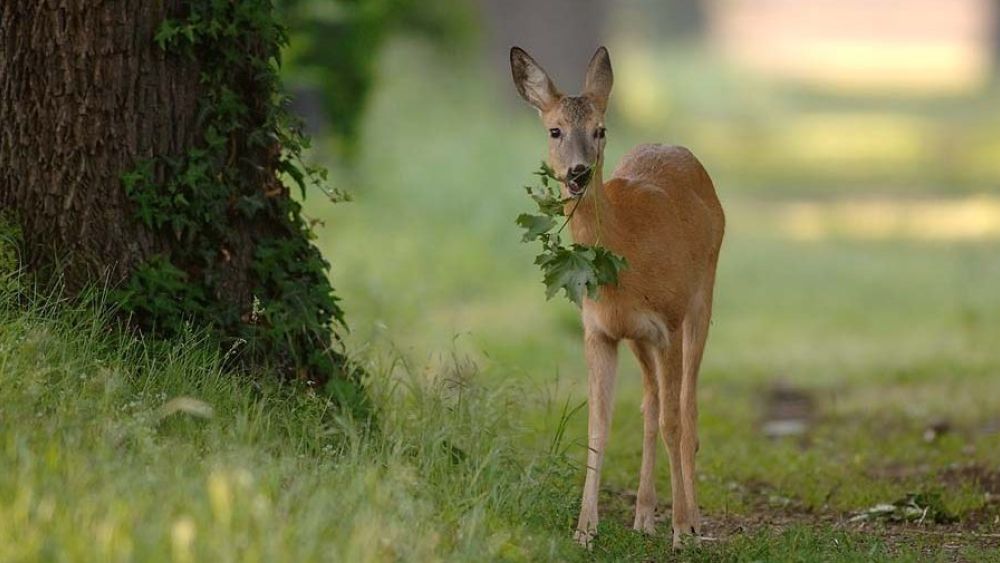 Reh mit einem Zweig im Maul neben einem Baum
