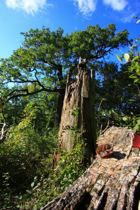 copyright: MA 49 Ein Baum in einem Naturwaldreservat