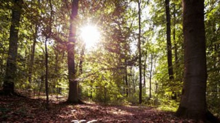copyright: Waldesruh BE Harald Lachner Sonne scheint durch Bäume im Wald