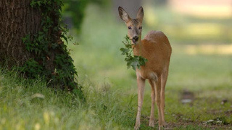 Reh neben einem Baum