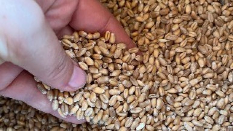 Hand greift in Weizenkörner