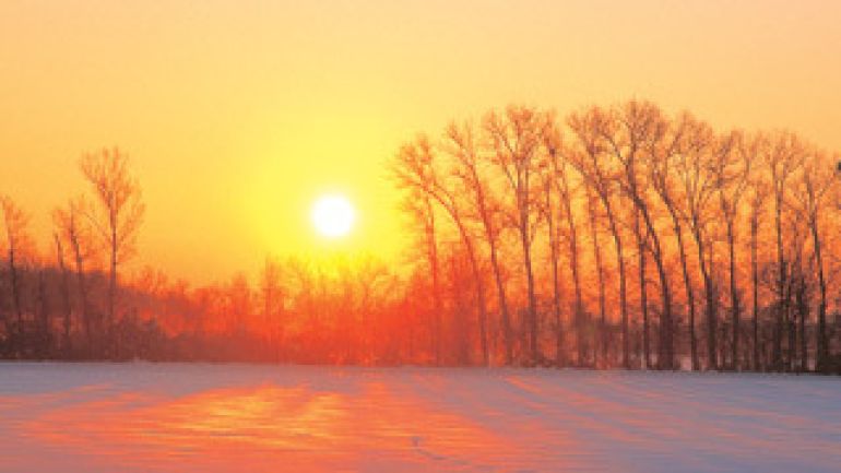 Windschutzstreifen im Sonnenuntergang