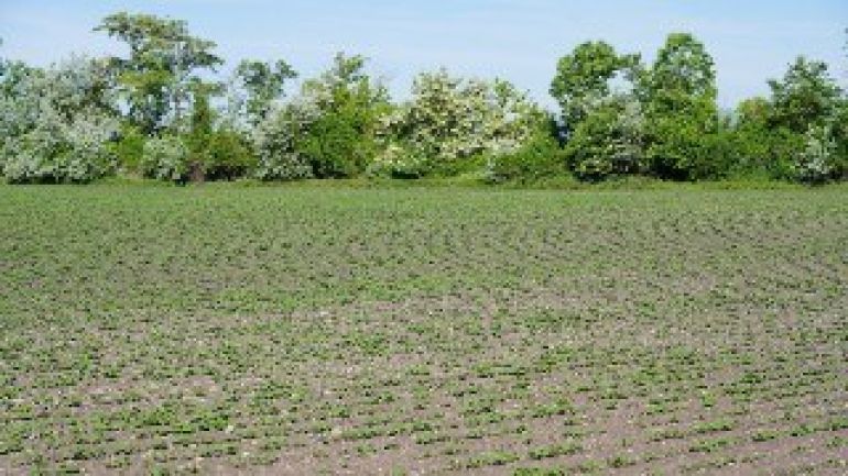 copyright: Forst- und Landwirtschaftsbetrieb Feld mit dahinterliegendem Windschutzgürtel