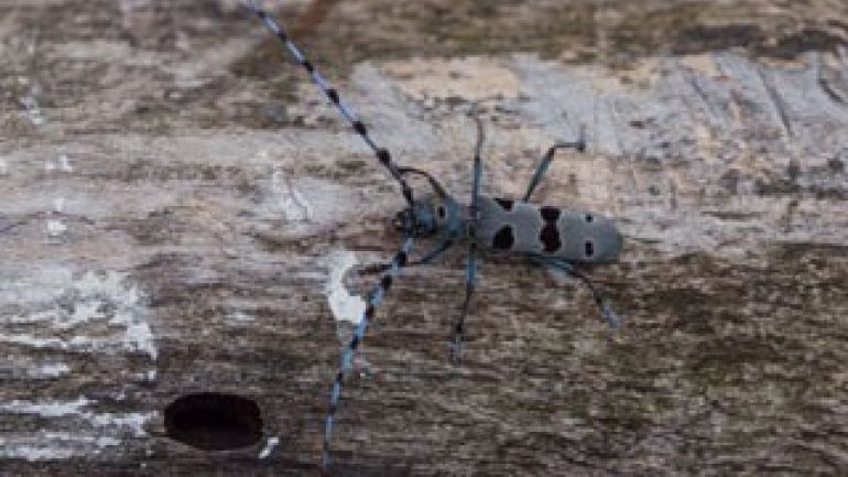 Käfer aus der Familie der Bockkäfer