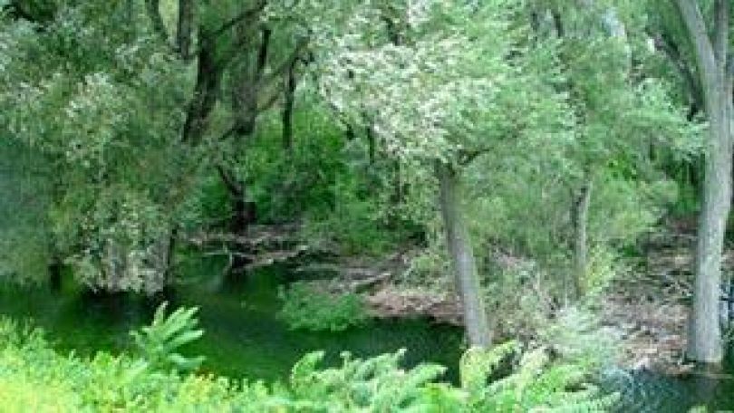 Überflutete Au-Landschaft