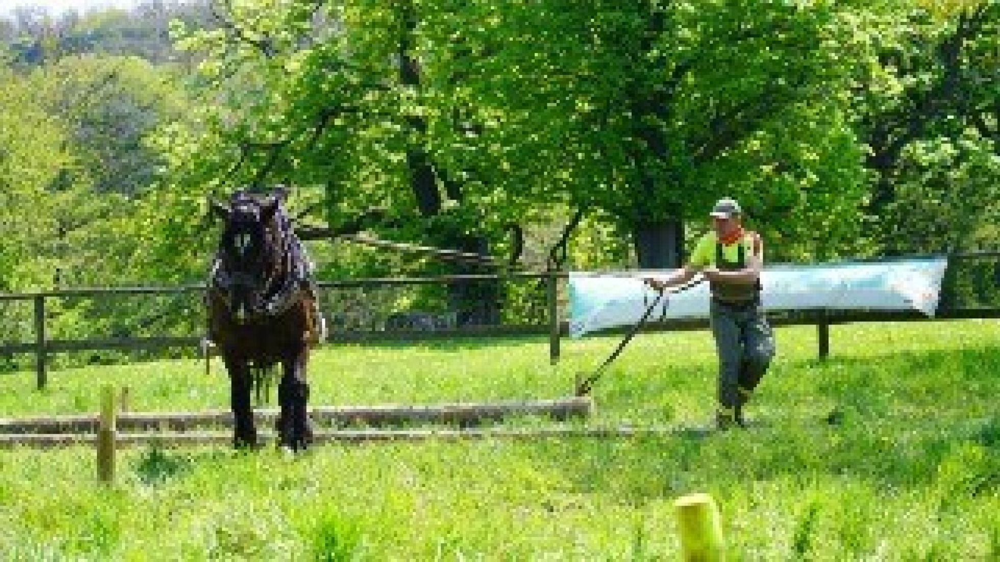 Mann führt Pferd auf Wiese im Kreis