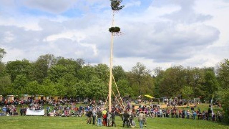Maibaum wird vor Zuschauern auf Wiese aufgestellt
