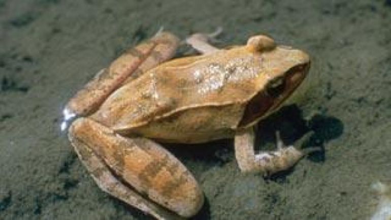 copyright: MA 49 Ein Laubfrosch